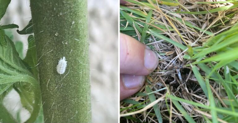 This Newly Arrived Mealybug Could Spell Trouble For Georgia Lawns