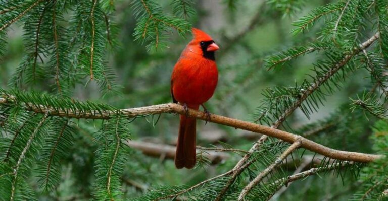 The Ohio Birds That Sleep In Your Shrubs On Freezing Nights