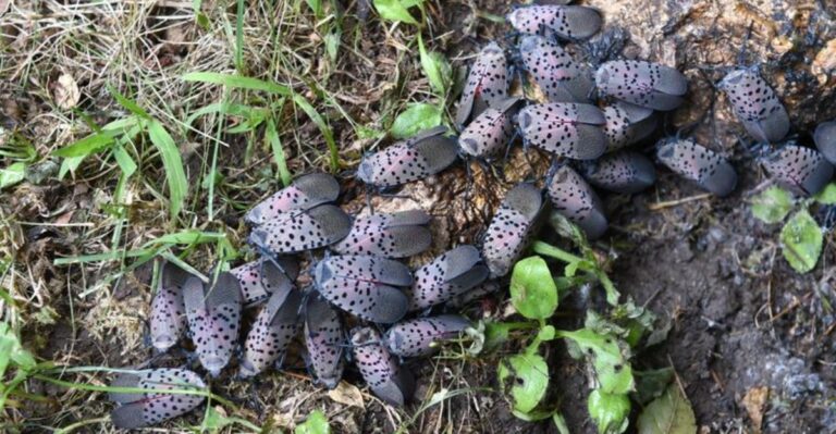 What It Really Means When Lanternflies Cluster On One Ohio Tree