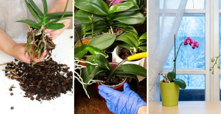Things You Should Never Do When Caring For Your New York Orchid (What To Do Instead)