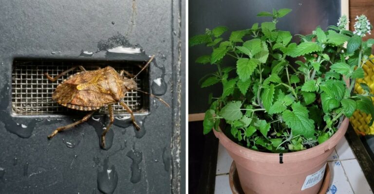 The Georgia Herb That Can Help Make Your Porch Less Appealing To Stink Bugs