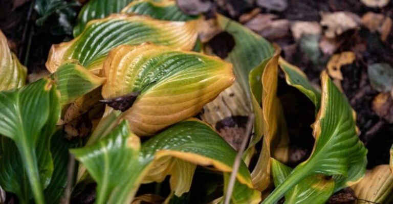 Easy Ideas For Setting Up Your Ohio Hostas To Come Back Even Better Next Spring