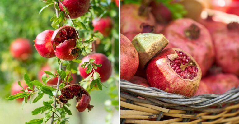 An Overlooked Alabama Backyard Fruit Is Ripening Now, And One Heavy Rain Can Split It