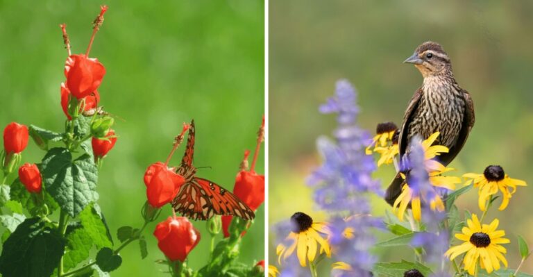 Which Texas Perennials To Cut Down In Fall And Which To Leave Alone