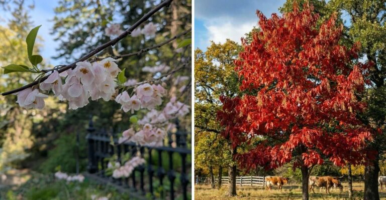 The Best Trees To Plant In Georgia Before Halloween