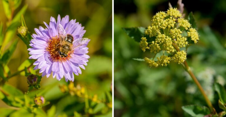 Pennsylvania Native Plants That Create The Ground Habitat Native Bees Depend On