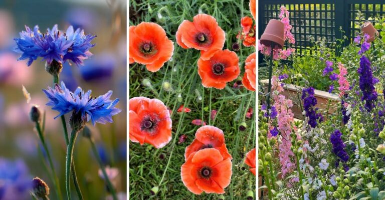 Sow These Hardy Annuals In New York This Fall For A Flower-Packed Spring