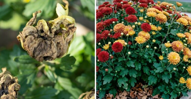 Georgia Gardeners Should Check Their Chrysanthemums For White Rust This October