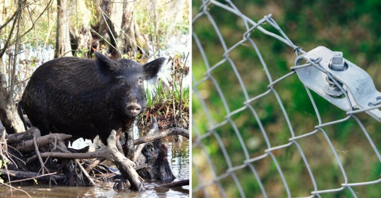 Plowed Strips Of Turf Appearing Overnight In Alabama Neighborhoods Point To An Animal Found In Every County
