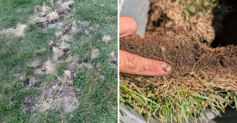 The Hidden Root Problems That Can Make California Lawns Fail After Summer