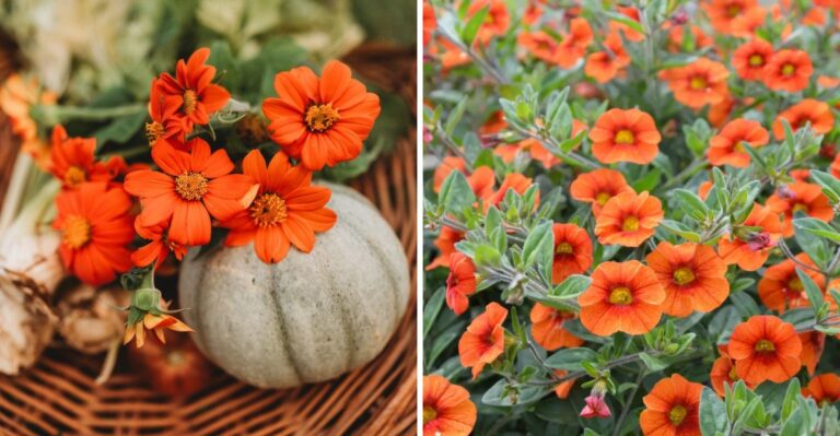 Which Orange Plants Make Heritage Pumpkins And Mums Really Stand Out In Alabama