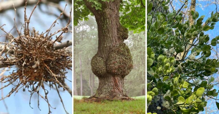 That Mysterious Growth In Your Virginia Tree Isn’t A Bird’s Nest