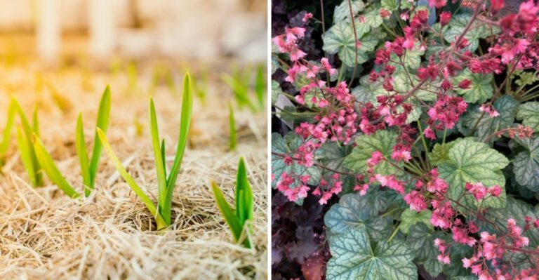 Mulch These Pennsylvania Plants Before October Ends