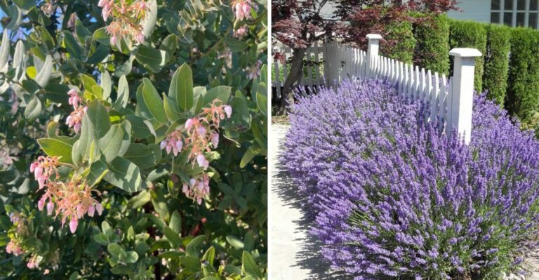 The California Shrubs Gardeners Plant Along Fences To Keep Rats Away