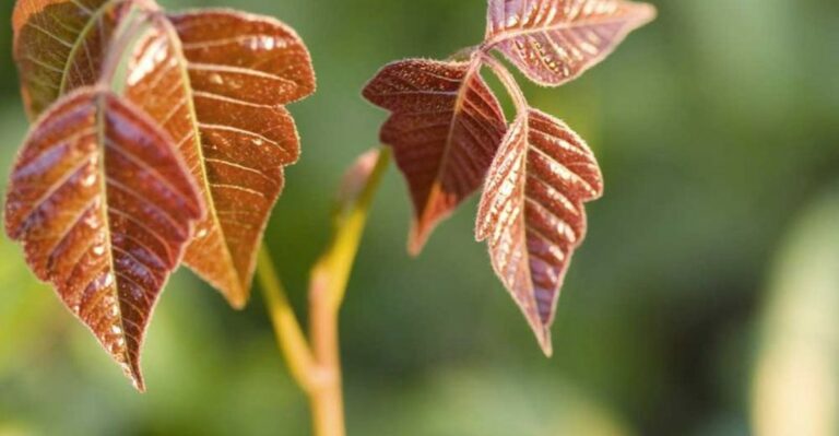 The Red Vine Wrapped Around New Jersey Trees Is Not What It Seems