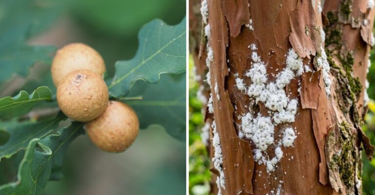 How To Tell Scale Insects From Harmless Bumps On California Plant Stems