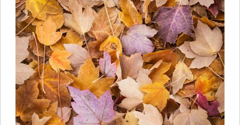 The Leaf Pile Many Alabama Gardeners Bag This Week Is Winter Housing For Butterflies And Moths