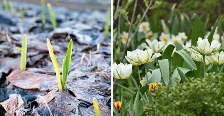 What This Weekend’s Freeze Means For The Spring Bulbs You Just Planted In Michigan