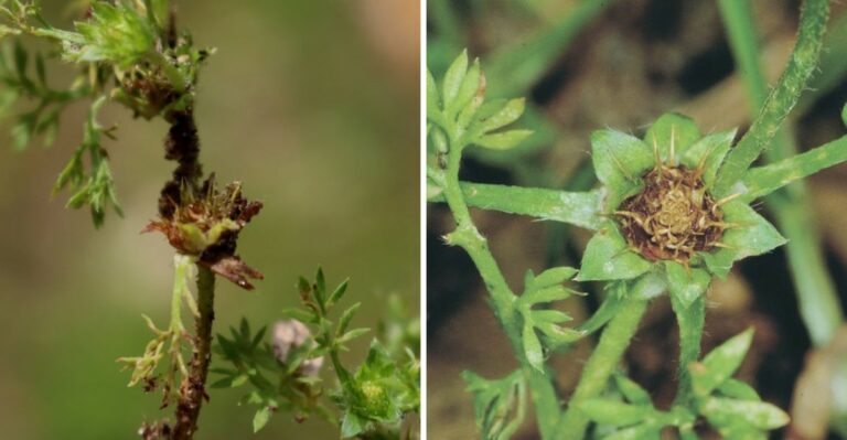 The Weed That Sprouts Overnight In Louisiana Lawns Every October And Nobody Warns You About It