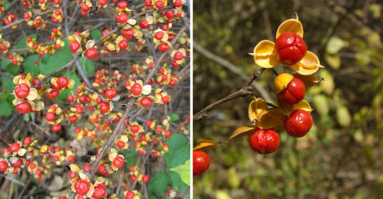 The Orange Berries Decorating New Jersey Porches This Fall Can Quietly Plant Trouble In Nearby Woods