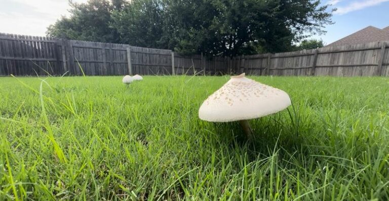 White Mushrooms Popping Up In Your Arizona Yard Are Telling You Something About Your Soil