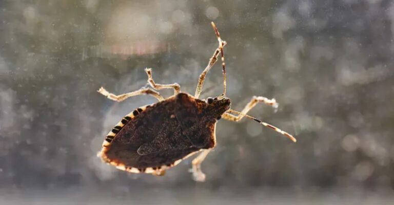 What To Do If A Brown Marmorated Stink Bug Appears On Your Georgia Porch