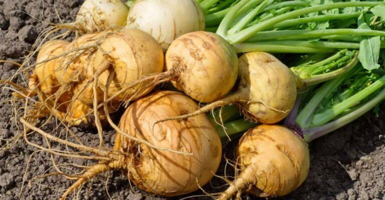 Georgia Gardeners Shouldn’t Overlook This October Task For Better Turnip Harvests