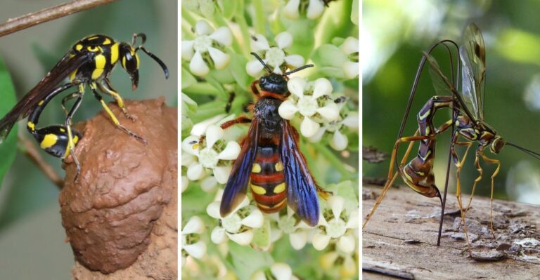 Which Wasps In A California Yard Are Actually Helping Your Garden