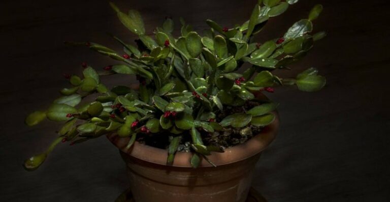 Does Your Christmas Cactus Really Need Darkness To Bloom In Michigan