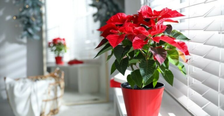 Poinsettias Kept From Last Christmas Need Long Georgia Nights To Turn Red Again