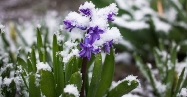 Frost Advisory Or Freeze Warning And What Michigan Gardeners Should Actually Do Before Friday Night
