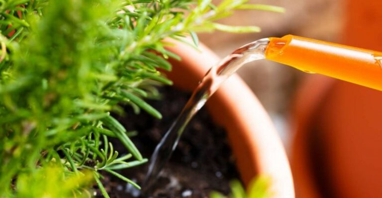 The Right Fall Watering Schedule For Rosemary Most People Miss