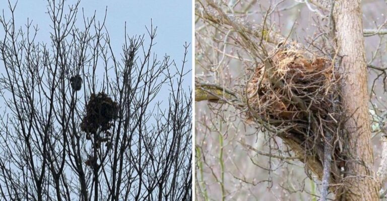 That Leafy Ball In Your Oak Tree Isn’t A Bird’s Nest, And Its Builder May Be Watching You