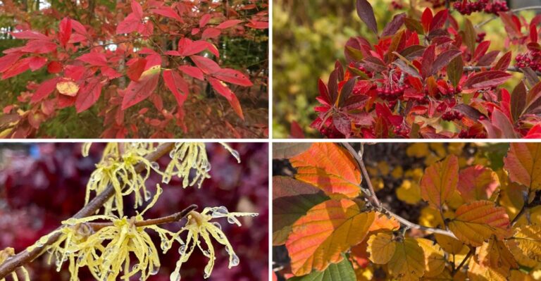 Shrubs That Look Even Better In Fall Than In Summer