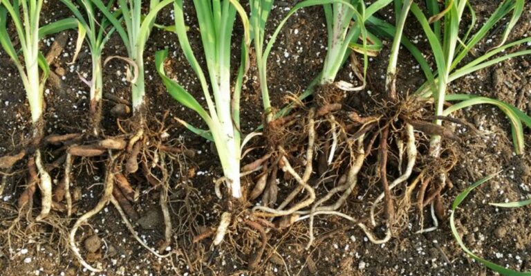 6 Jobs You Should Do With Daylilies Before Winter (And 2 To Avoid)