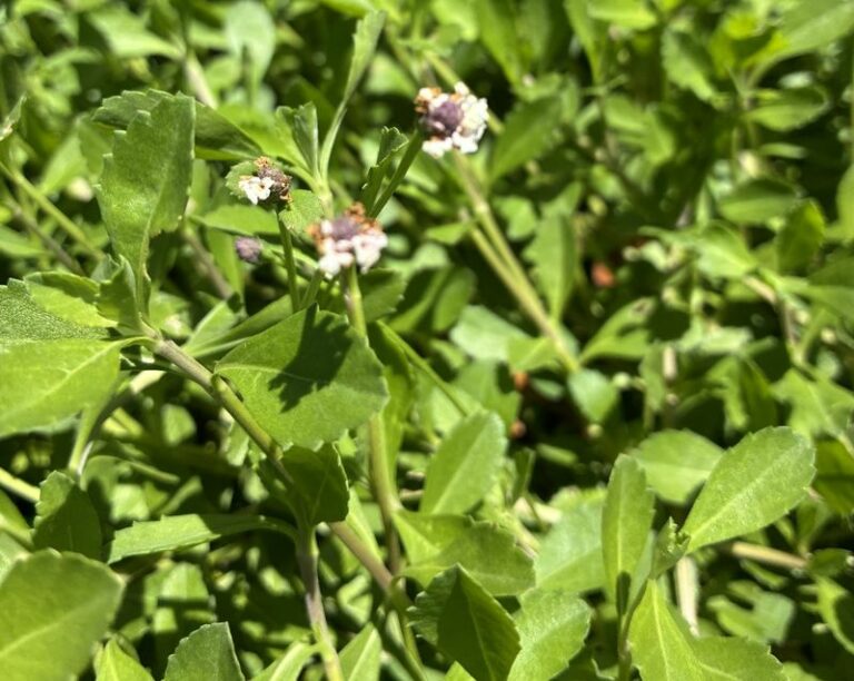 Frogfruit for Low-Traffic Low-Desert Yards: What to Know Before Replacing Grass