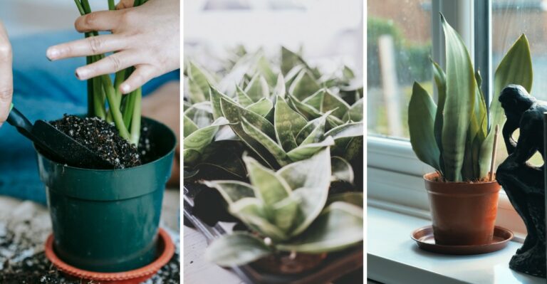 15 Reasons Your Snake Plant Isn’t Growing This Winter In New York (And How To Fix It)