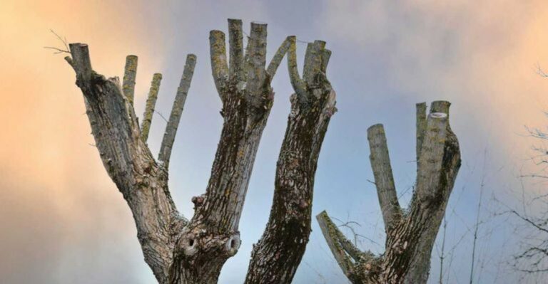 Why Topping A Hurricane-Damaged Tree Can Create An Even Bigger Problem In Florida
