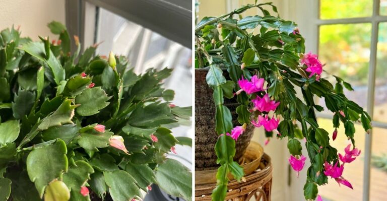 Your Christmas Cactus Can Bloom Before Christmas In Michigan With These Tips