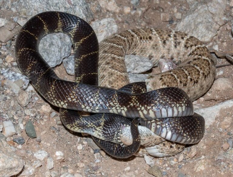 Do Kingsnakes Reduce Rattlesnake Sightings in Arizona?