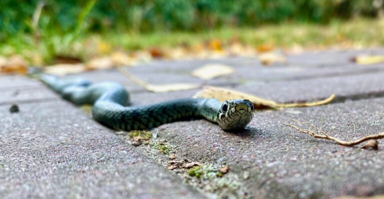 Snakes Are Soaking Up Sun On Maryland Driveways And Patios During Warm Late-Fall Days