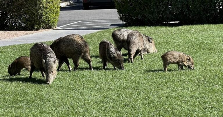 Cold Weather May Bring Arizona Javelinas Out In Daylight, While Garden Damage Is a Risk You Can Manage