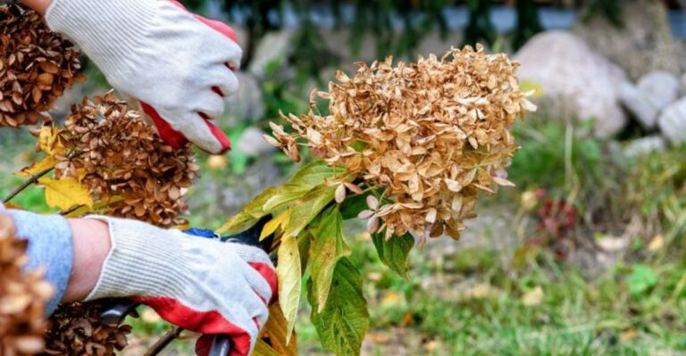 Georgia Gardeners Risk Next Year’s Hydrangea Blooms With This October Mistake