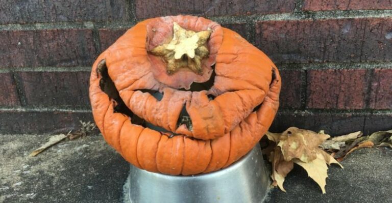 Why Your Jack-O’-Lantern Is Rotting So Fast In New York, And How To Make It Last