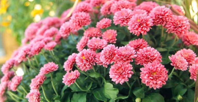 Georgia Gardeners Buying Fall Mums May Be Missing Their Chance For A Second Season