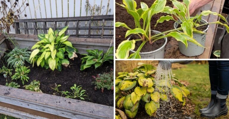10 Easy Ways To Set Up Your New York Hostas For A Stronger Spring