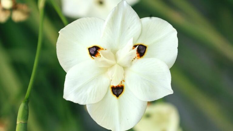 A Dramatic Iris for Arizona Yards: Yellow Dietes Bicolor Versus the Black And White Look