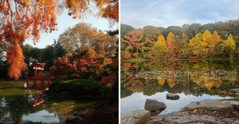Why Brooklyn Botanic Garden And Prospect Park Show Fall Color On Different Schedules