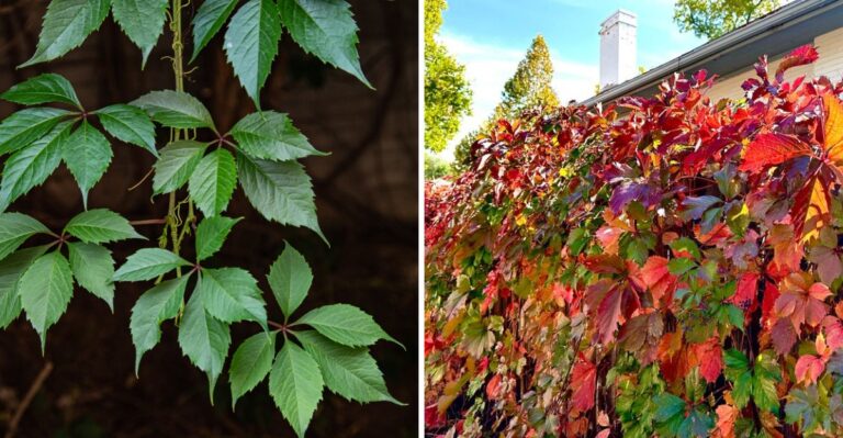 The Pennsylvania Native Vine That Covers A Fence Without Constant Pruning