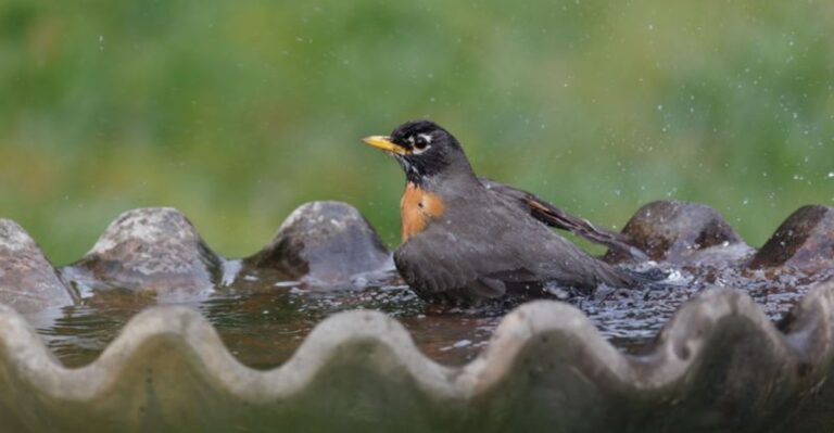 How To Attract Robins To Your Georgia Yard With Food And Shelter This Fall